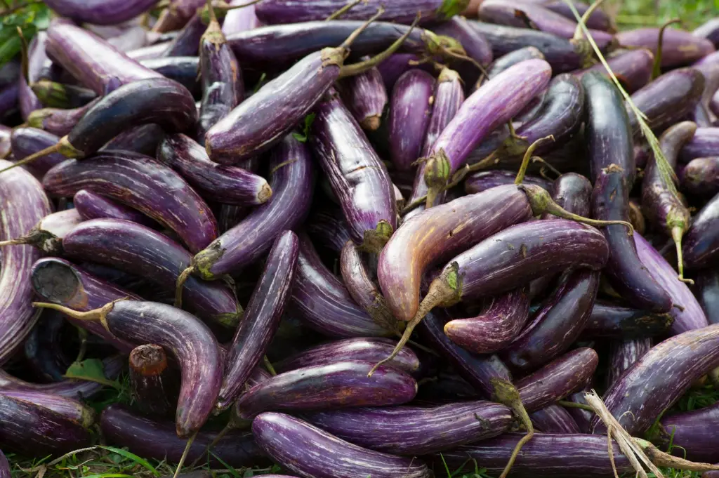 Read more about the article Charred Eggplant with Capers
